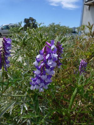 Vicia villosa - Bonte wikke