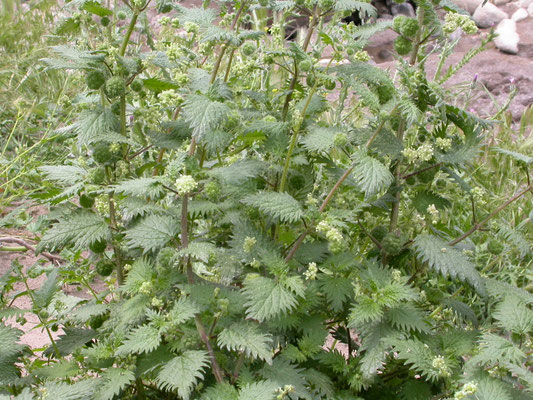 Urtica pilulifera