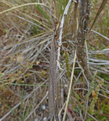 Distoleon tetragrammicus