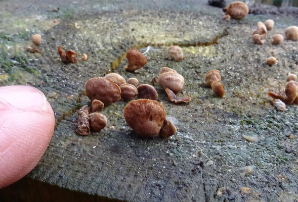 Deconica horizontalis - Leerkaalkopje