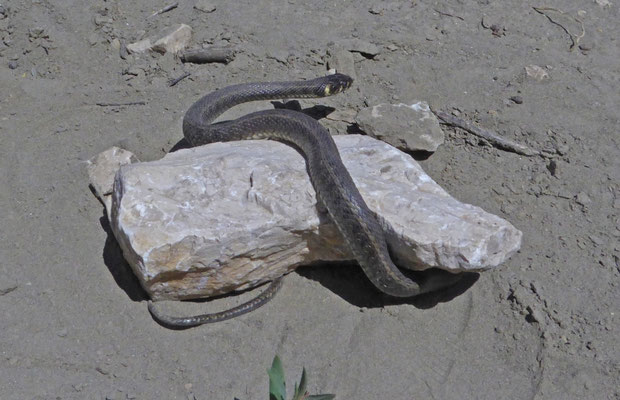 Ringslang (Natrix natrix)