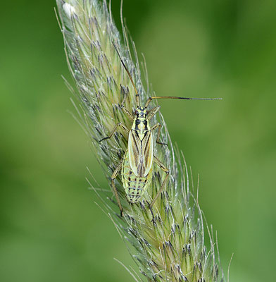 Grote bonte graswants