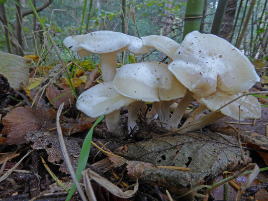Lyophyllum connatum - Witte bundelridderzwam