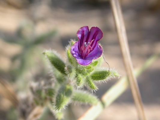 Echium angustifolium