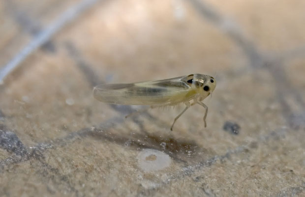 Hauptidia maroccana, in huis