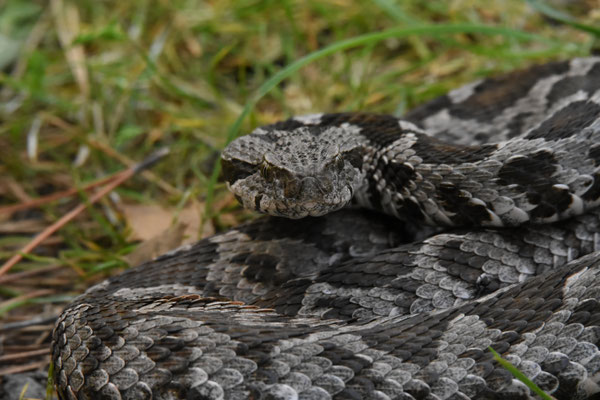 Ottomaanse Adder