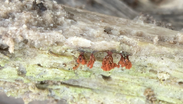 Metatrichia vesparia - Gebundeld kelkpluisje