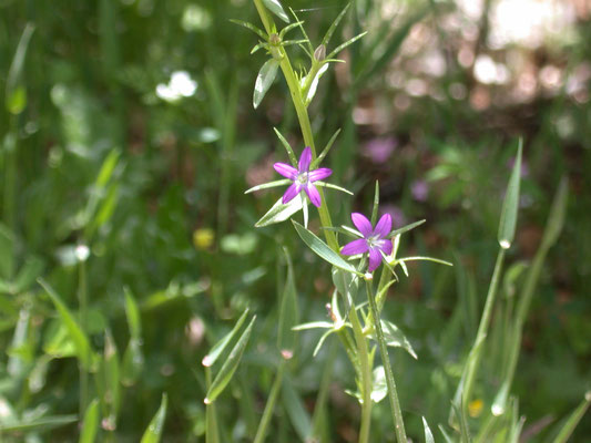 Legousia hybrida - Klein spiegelklokje