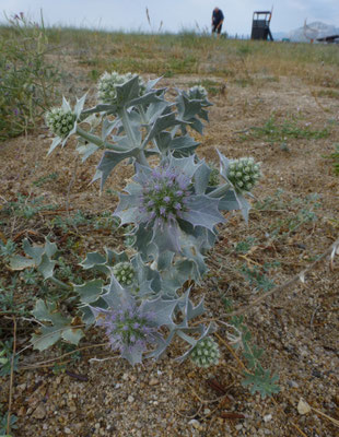 Eryngium maritimum