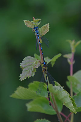 Variabele waterjuffer, copula