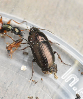 Amara communis  - Veldglimmer?
