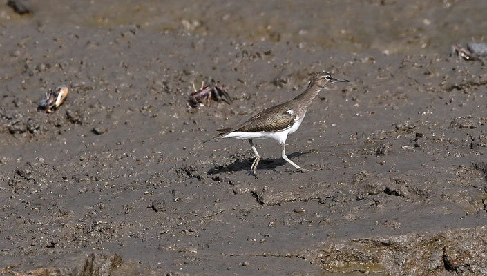 Tringa hypoleucos - Common Sandpiper