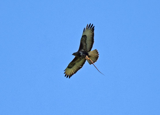 Buizerd met Scheltopusik