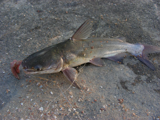 Cathorops arenatus - Katfisi