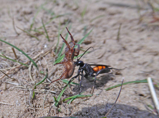 Anoplius viaticus - Roodzwarte bosrtelspinnendoder