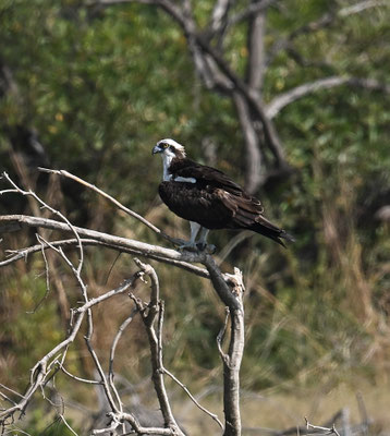 Pandion haliaetus - Osprey