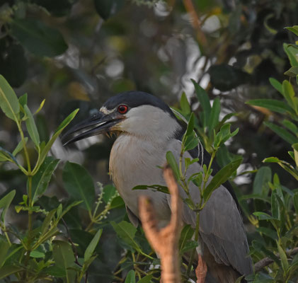 Kwak