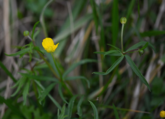 Gulden boterbloem