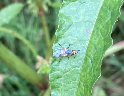 Pegomyia spec.