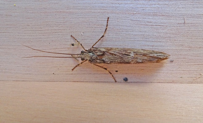 Phryganea grandis