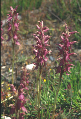Anacamptis sancta - Heilige orchis