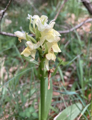 Gele Vlierorchis