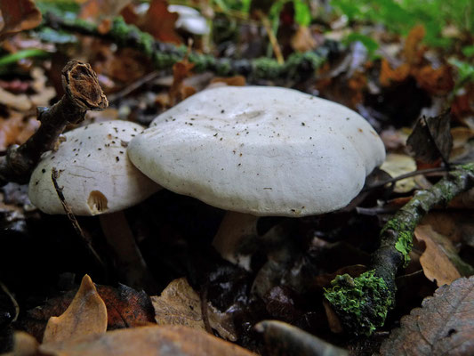 Clitocybe phyllophila - Grote bostrechterzwam