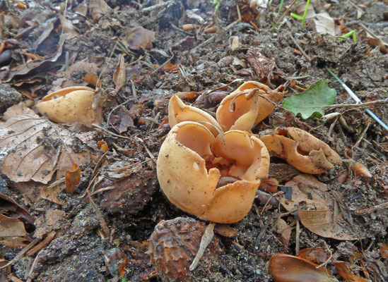 Otidea onotica - Gewoon varkensoor