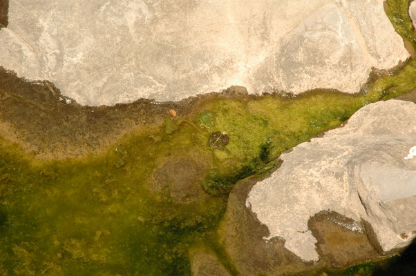 Iberische meerkikker (Pelophylax perezi)