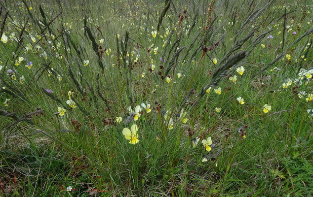 Festuca guestfalica subsp. guestfalica - Zinkschapengras