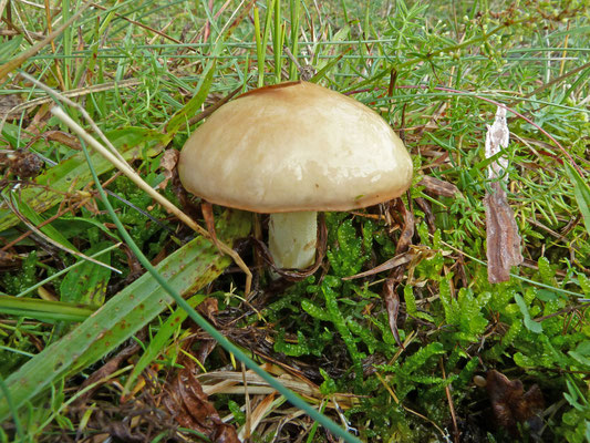 Suillus granulatus - Melkboleet
