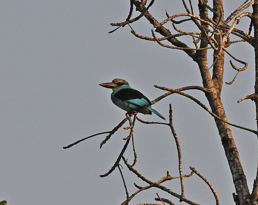 Halcyon malimbica - Blue-breasted Kingfisher