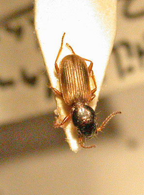 Bembidion laterale