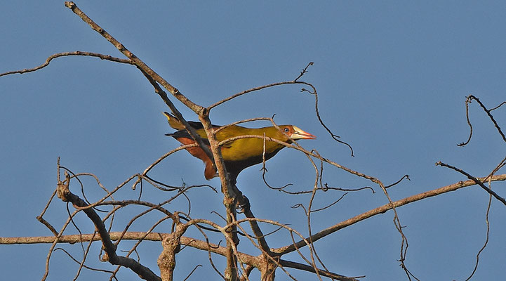 Green Oropendola