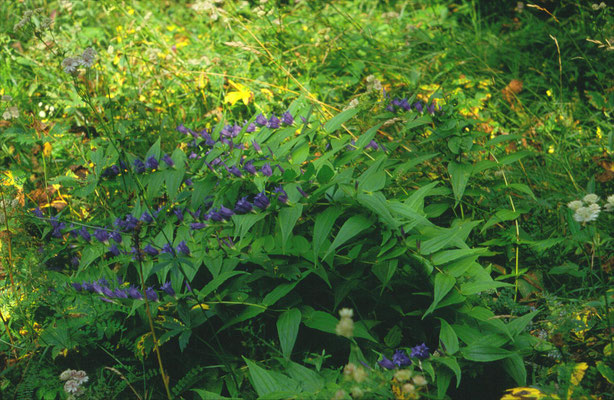 Gentiana asclepiadea - Zijdeplantgentiaan