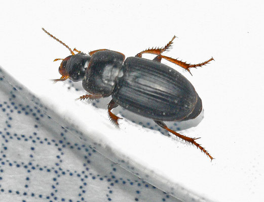Harpalus pumilus - Dwergkruiper