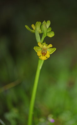 Gele ophrys
