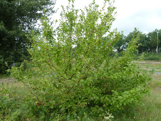 Malus sylvestris - Appelras