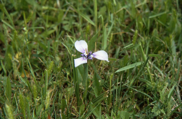 Alophia drummonde - Herbertia
