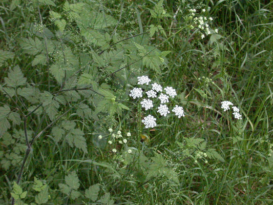 Chaerophyllum temulum - Dolle kervel