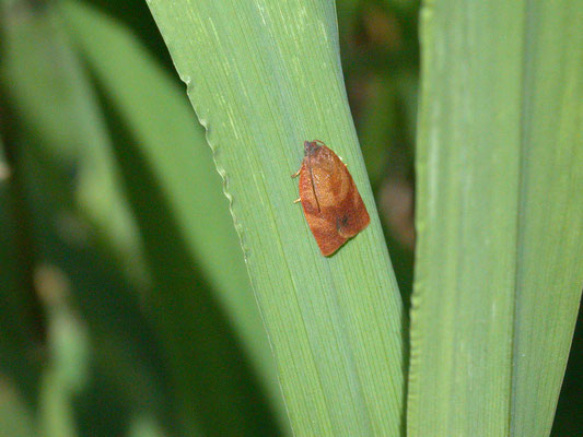 Cacoecimorpha pronubana - Anjerbladroller