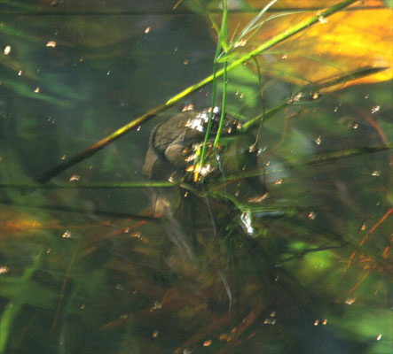 African Bull Frog