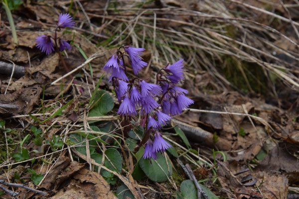 Soldanella alpina - Allpenkwastjesbloem