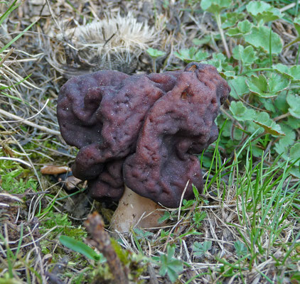 Gyromitra esculenta - Voorjaarskluifzwam