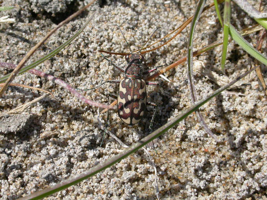 Lophyra flexuosa