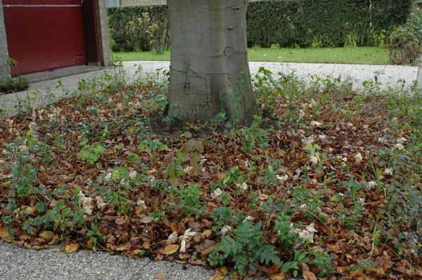 Helvella crispa - Witte kluifzwam