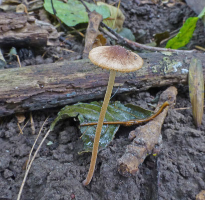 Conocybe sordida - Donker breeksteeltje