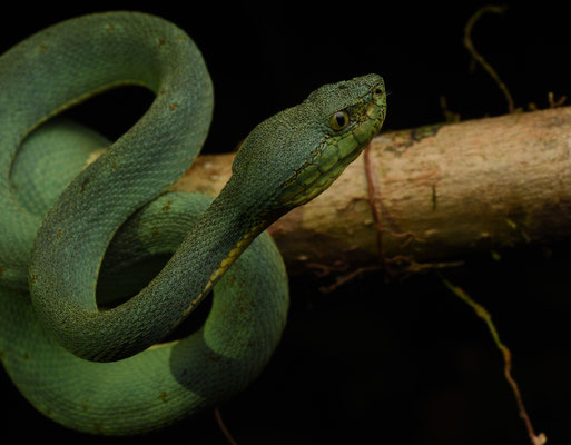 Bothriopsis bilineata bilineata - Groene Boomlanspuntslang (Papegaaislang)