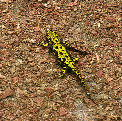 Triturus marmoratus - Marmersalamander
