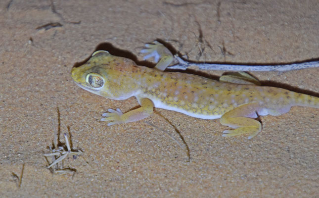 Stenodactylus petrii